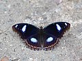 * Nomination Open wing of Hypolimnas bolina (Linnaeus, 1758) – Great Eggfly. By User:Atanu Bose Photography --MaheshBaruahwildlife 07:42, 18 May 2023 (UTC) * Decline  Oppose head not in focus --Charlesjsharp 11:00, 18 May 2023 (UTC)  Oppose Too dark to see clearly the body. --多多123 17:16, 19 May 2023 (UTC)