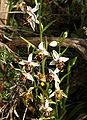 Ophrys scolopax subsp. cornuta Greece - Peloponnese inflorescence