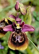 Ophrys × heraultii