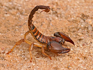 <i>Opistophthalmus carinatus</i> Species of scorpion