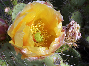 Opuntia aurea (5315317100) .jpg