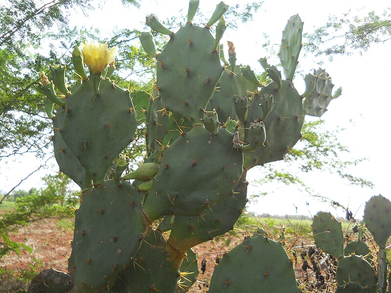 File:Opuntia ficus-indica (3).JPG