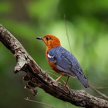 Orange-headed thrush from Bangladesh Orange Headed Thrush .jpg