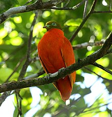 Orangedove taveuni юни2008.JPG