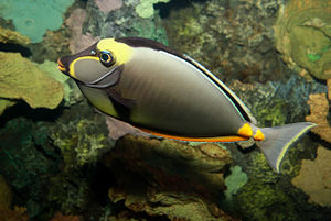 Orangespine unicornfish Naso lituratus.jpg