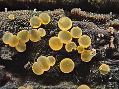 Orbilia xanthostigma (Orbiliomycetes)