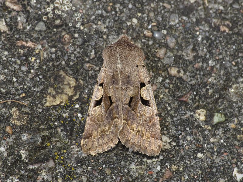 File:Orthosia gothica (17034204519).jpg