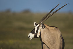 Oryx gazella - Etosha 2014.jpg