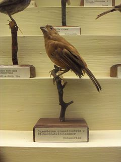 Large-billed seed finch Species of bird