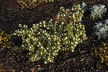 Osmanthus burkwoodii A.jpg