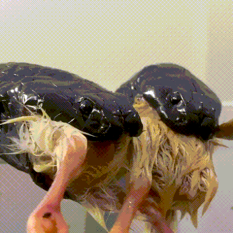 File:Snake-cobra.gif - Wikimedia Commons