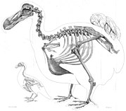 Owen dodo reconstruction.jpg