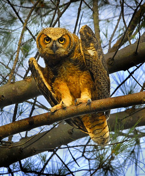 File:Owlet at North Beach, Fort Desoto.jpg