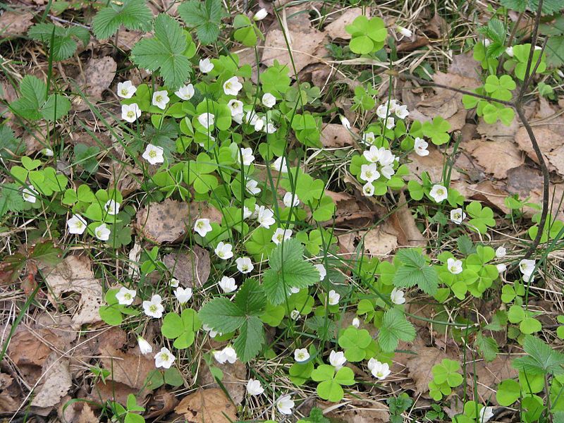 File:Oxalis acetosella 5725.jpg