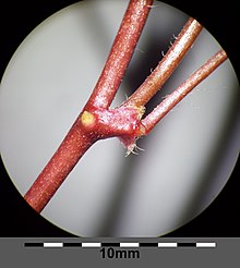 Stems with leaf stalk and side leaf (inconspicuous stipules at the base of each petiole are visible too) Oxalis corniculata sl8.jpg