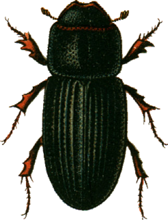 <i>Oxyomus</i> Genus of beetles