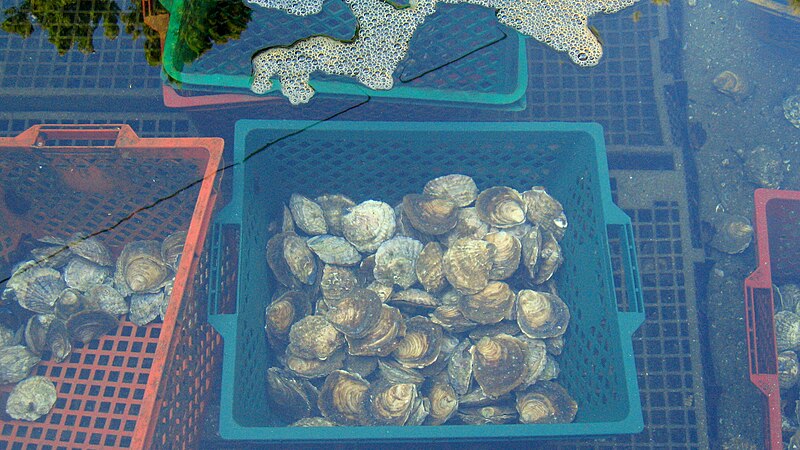 File:Oysters in a claire at Belon.JPG