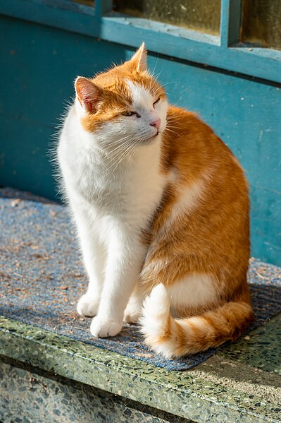 File:Pörtschach Winklern 10.-Oktober-Straße 67 weißrote getigerte Katze 21112022 9430.jpg