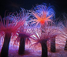 Ausstellung von Pachycerianthus fimbriatus im Monterey Bay Aquarium im Oktober 2014.jpg