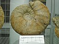 Pachydiscus perfidus