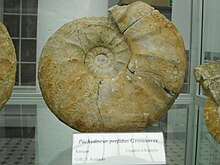 Pachydiscus perfidus.jpg