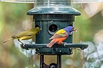 Thumbnail for File:Painted buntings (94504).jpg