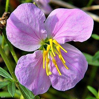 <i>Rhexia</i> genus of plants