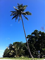 Palm tree in Queensland, Australia, on the beach..jpg
