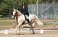 Foto de un caballo montado en una prueba de doma.