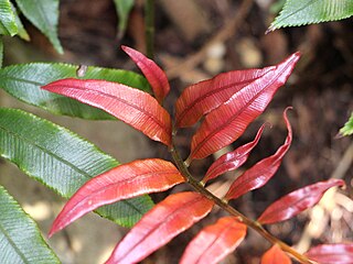 <i>Parablechnum articulatum</i> Species of fern