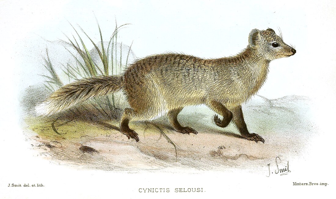 Selous's mongoose