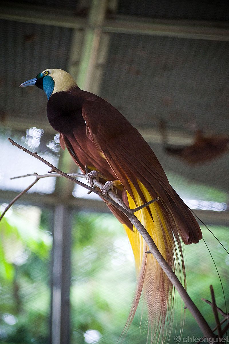 ファイル:Paradisaea apoda (male) -KL Bird Park-8a.jpg - Wikipedia