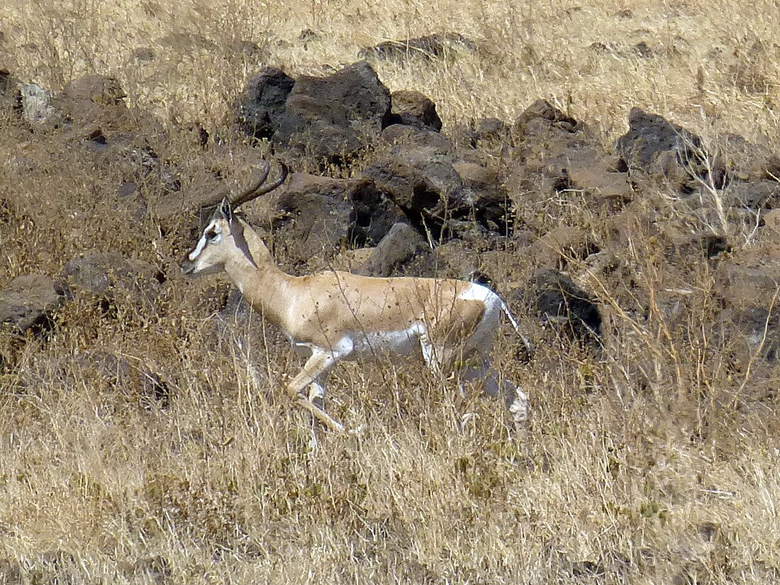 Gazelle de Sömmering