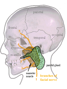 RÃ©sultat de recherche d'images pour "parotide anatomie"