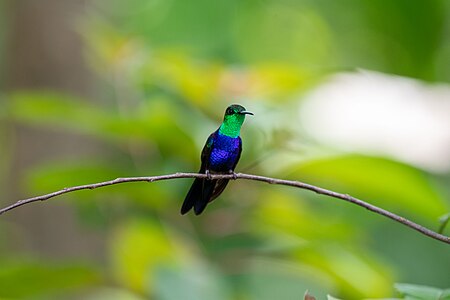 Picaflor zafiro sobre una rama en el parque nacional del Manu. Por Uriel caballero quispitupa Licencia: CC-BY-SA-4.0