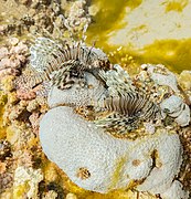 Arrecife De Coral: Formación, Tipos de arrecife de coral, Zonas