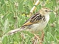 Pectoral-patch Cisticola  (Cisticola brunnescens, cat. )