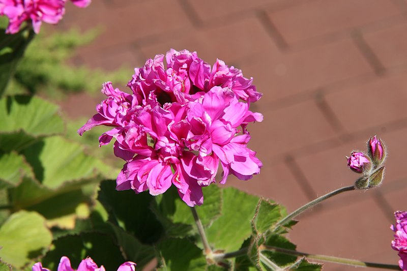 File:Pelargonium cucullatum Spanish Lavender 1zz.jpg