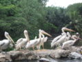 Pelicans