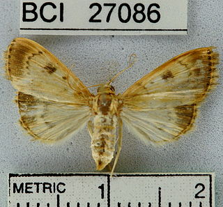 <i>Phaedropsis leialis</i> Species of moth