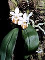 Phalaenopsis lobbii habitus