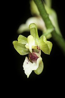 <i>Phalaenopsis mirabilis</i> Species of epiphytic orchid