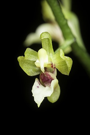 Afbeelding Beschrijving Phalaenopsis mirabilis (Seidenf.) Schuit., OrchideenJ.  14 62 (2007) (50268824498) .jpg.