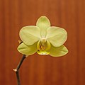 Phalaenopsis orchidee. Bloeiende kamerplant.