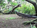 Pheasant, San Diego Zoo.jpg