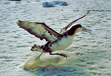 Taking off is the most energetically demanding part of an albatross's journey, requiring the use of flapping flight to provide thrust as well as lift. Phoebastria albatrus1.jpg