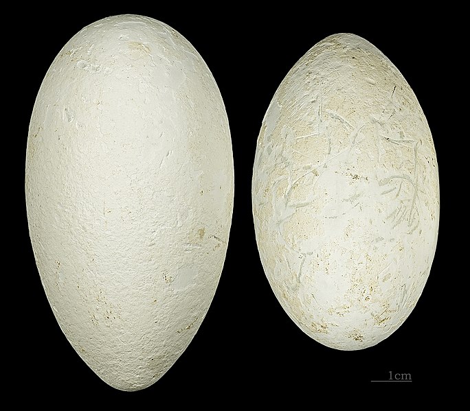 File:Phoeniconaias minor MHNT 226 RdN Aftout Es Saheli Mauritanie.jpg