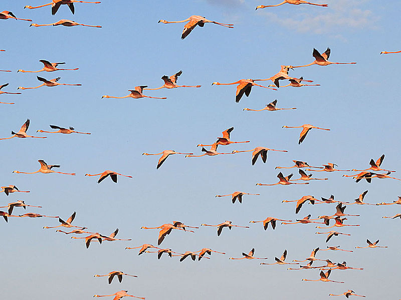 File:Phoenicopterus ruber (12763200233).jpg