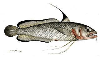 Phycidae Family of fishes