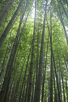 Phyllostachys bambusoides MS3497.JPG